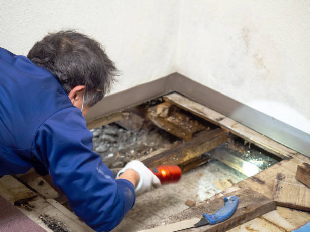 Best Emergency Mold Remediation in Juno Beach, FL